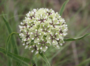 antelope horns milkweed
