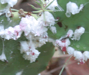 close up of cochineal after the rain