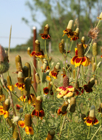 Mexican Hat flowers, real and crocheted