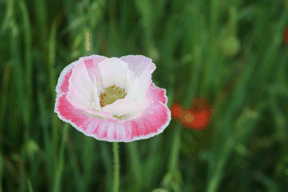 pink and white poppy